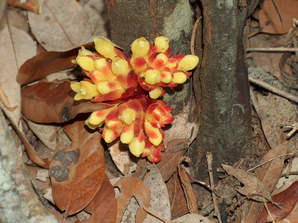 Cytinus hypocistis / Ipocisto giallo